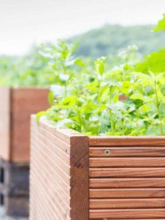 How to Build a Planter Box for Vegetables