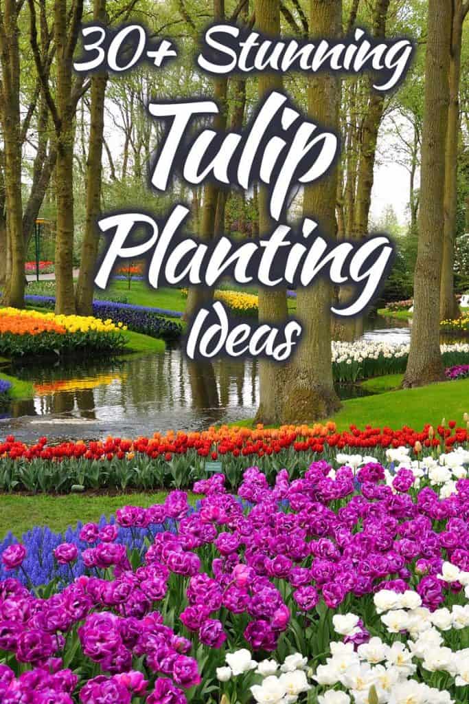 Tulip Flower Bulbs Perennial Impressive Bonsai Rainbow Mix Stunning Garden Plant 