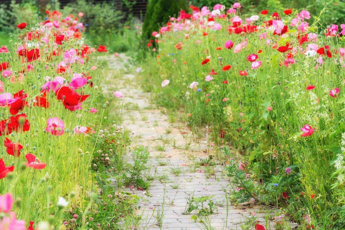A path of red poppies in the summer garden