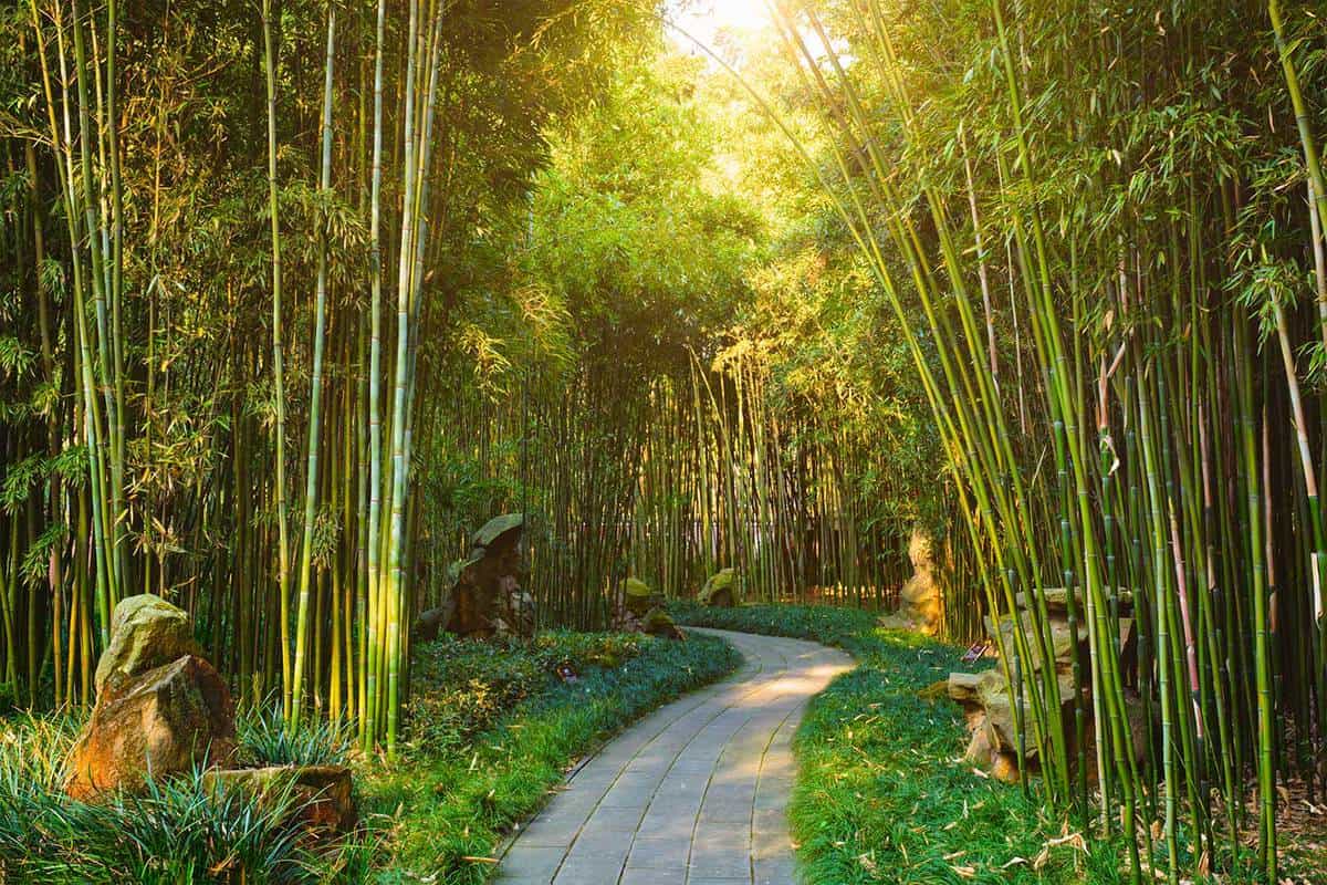 Bamboo trees in a park