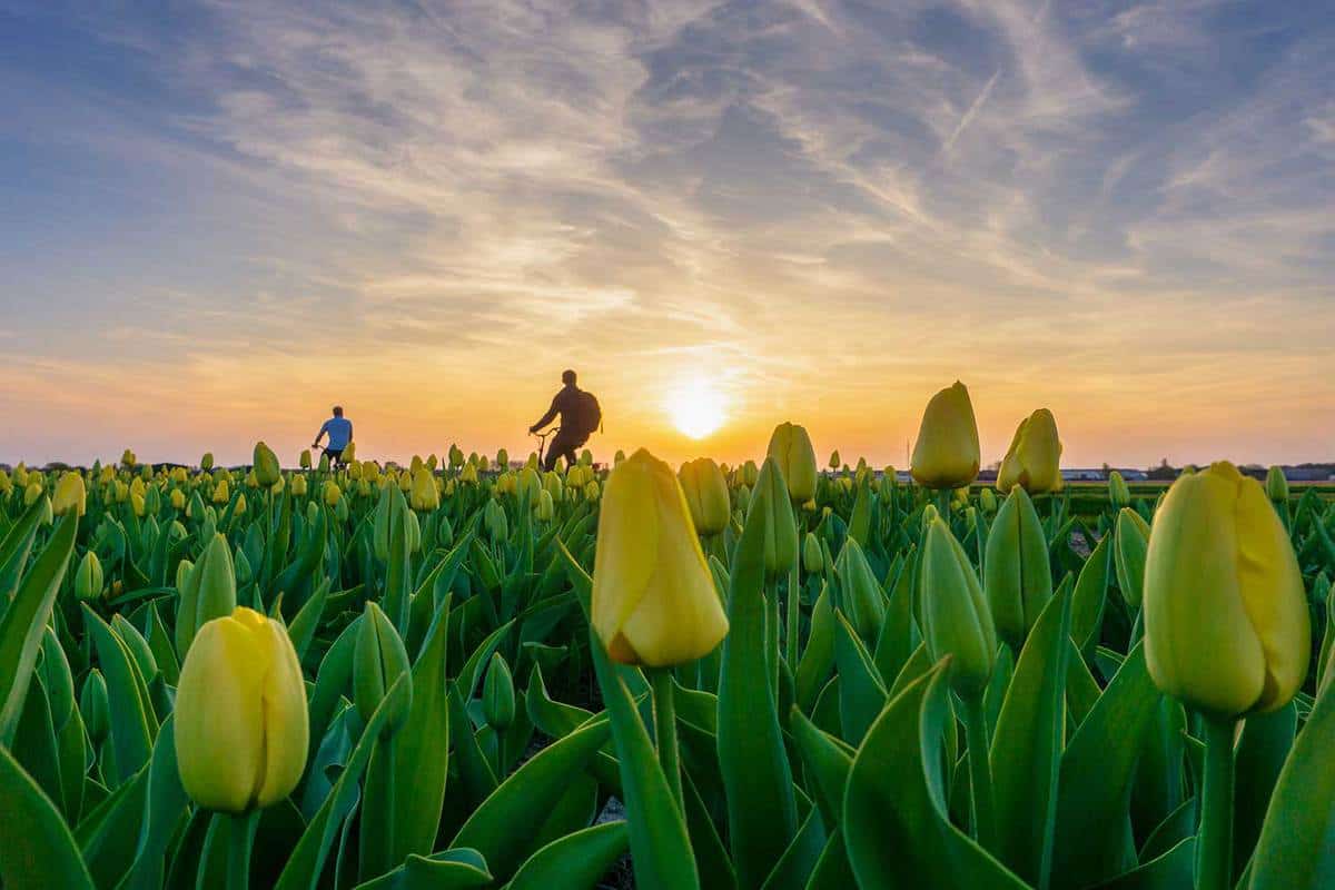 Beautiful tulips fields in spring under a sunrise sky