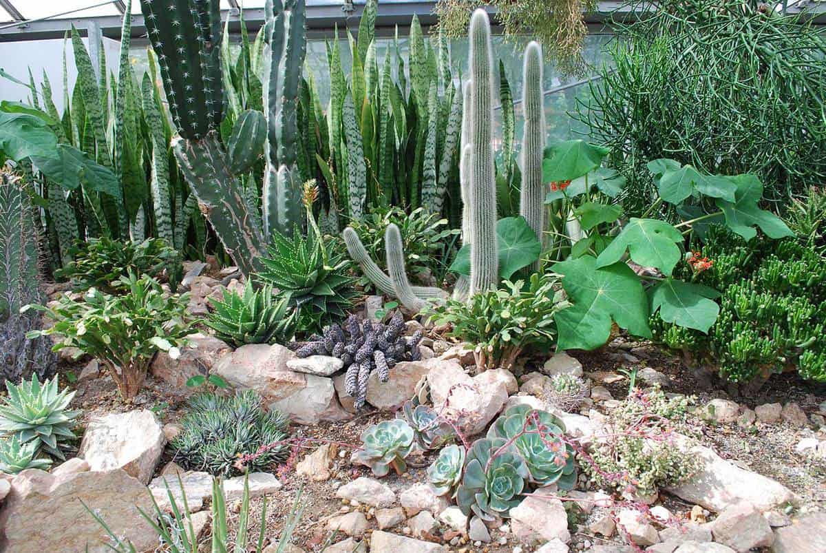 Cacti at the tropical gardens