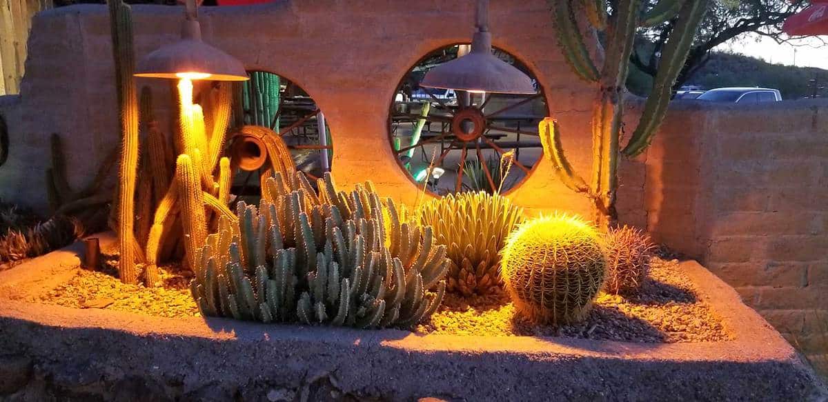 Cacti garden