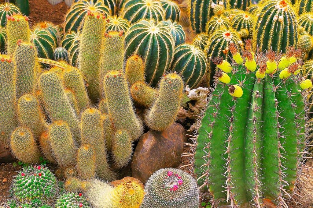 Cactus and succulent garden