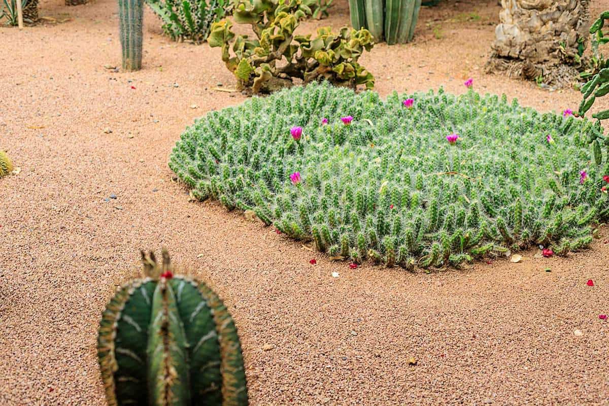Cactus in the garden park