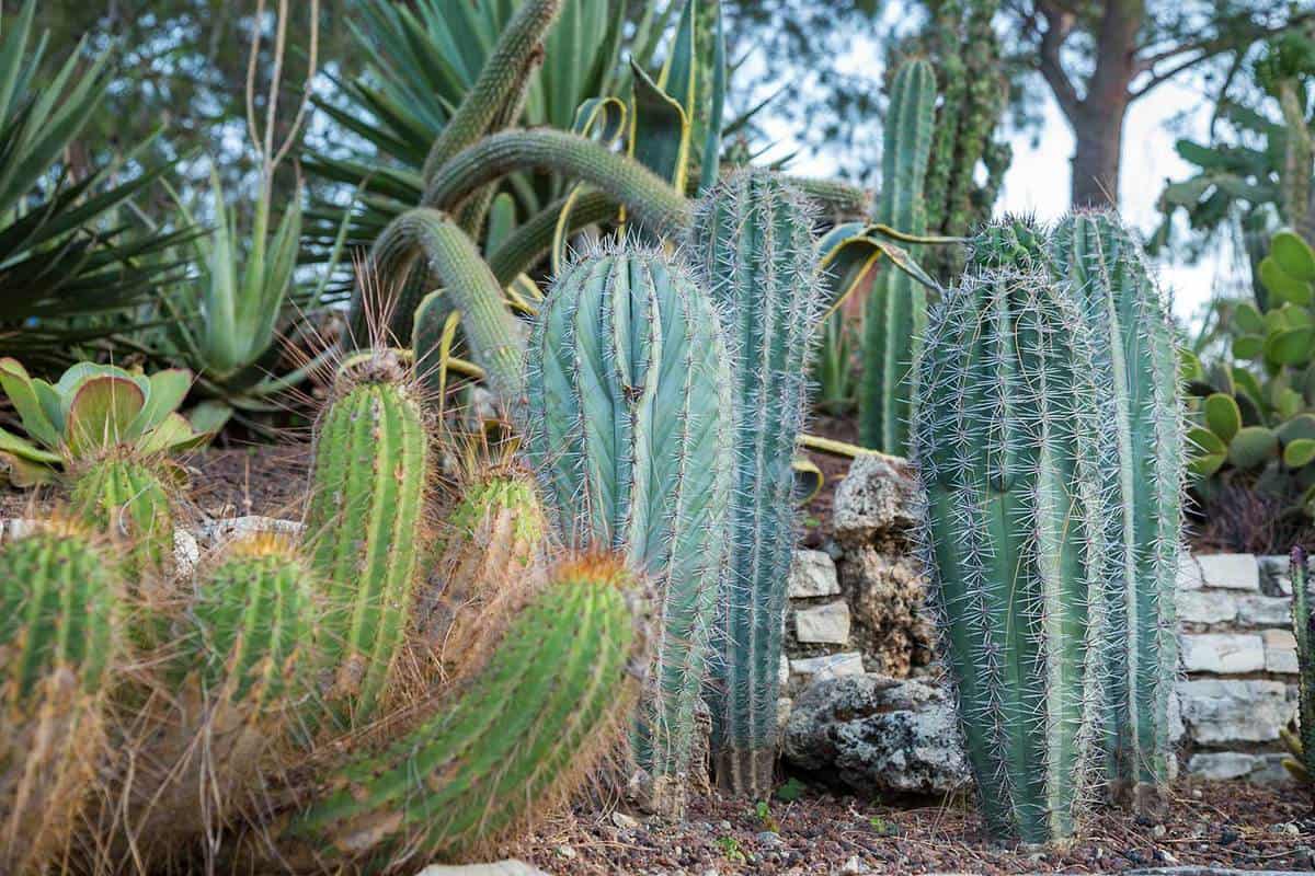 Cactus plant