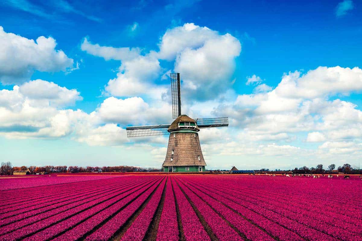 Colorful tulip fields in front of a traditional dutch windmill
