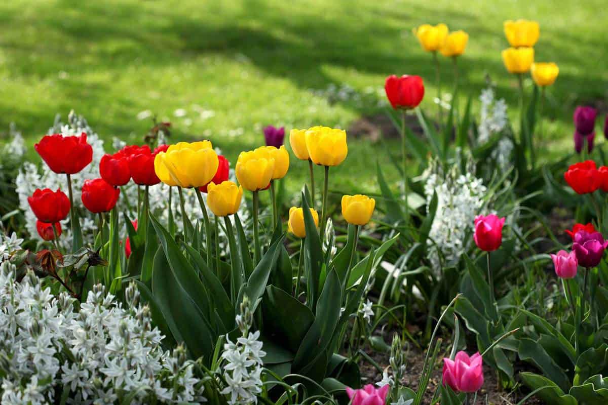 Colorful tulips in flowerbed