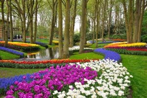 Read more about the article 30+ Stunning Tulip Planting Ideas