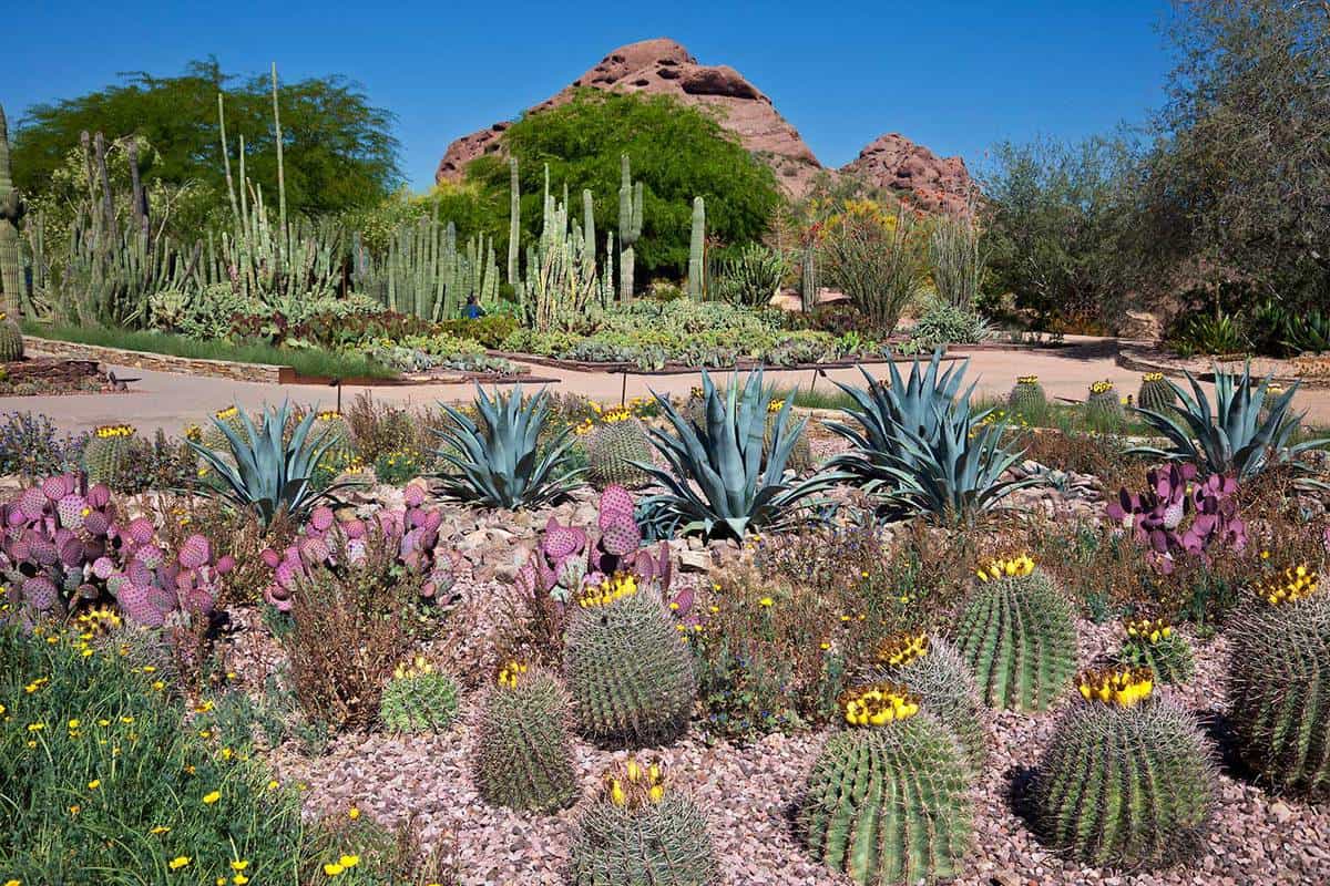 Desert botanical gardens