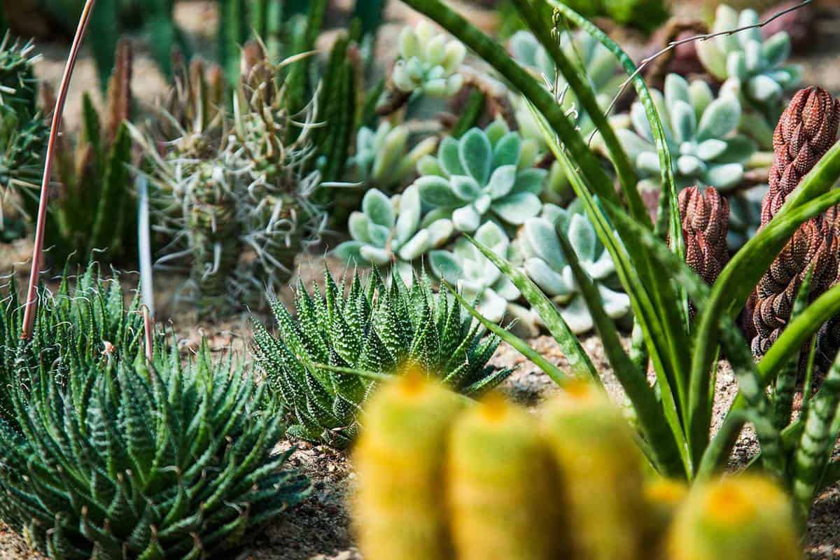 Different type of cactus plants