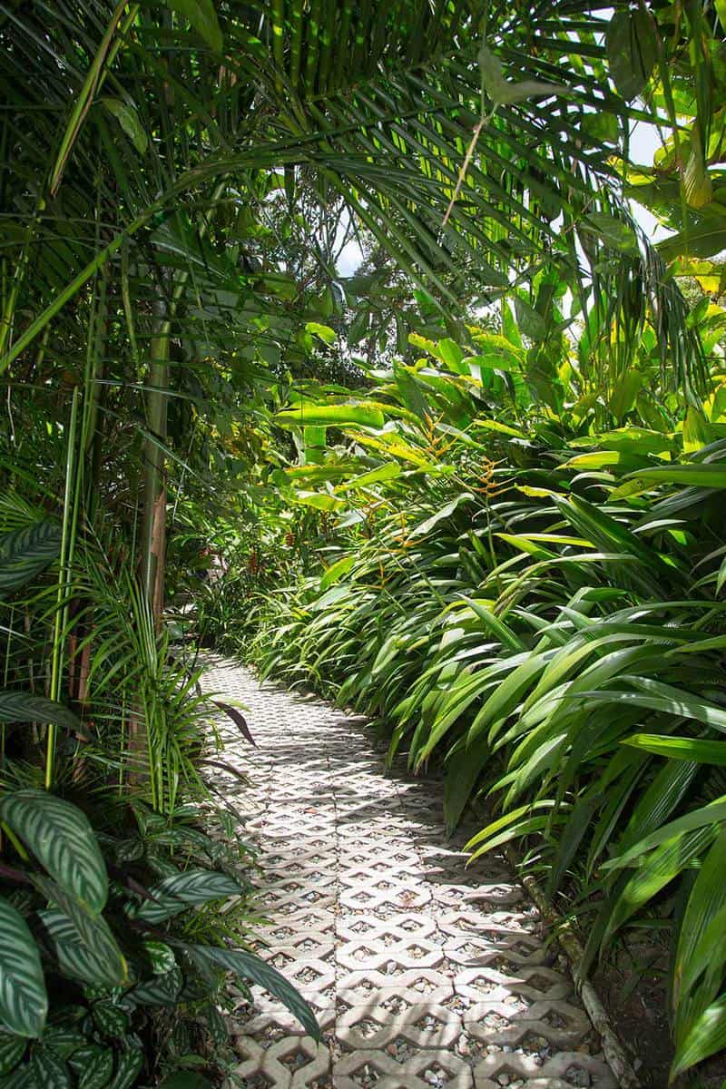 Entrance trail to tropical forest