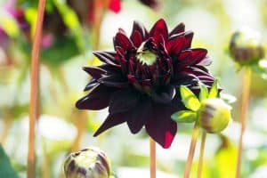 Read more about the article Black Dahlia Flowers [Types, Care Tips and Pictures]