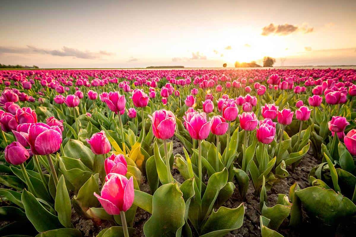 Fields of blooming red tulips during sunset