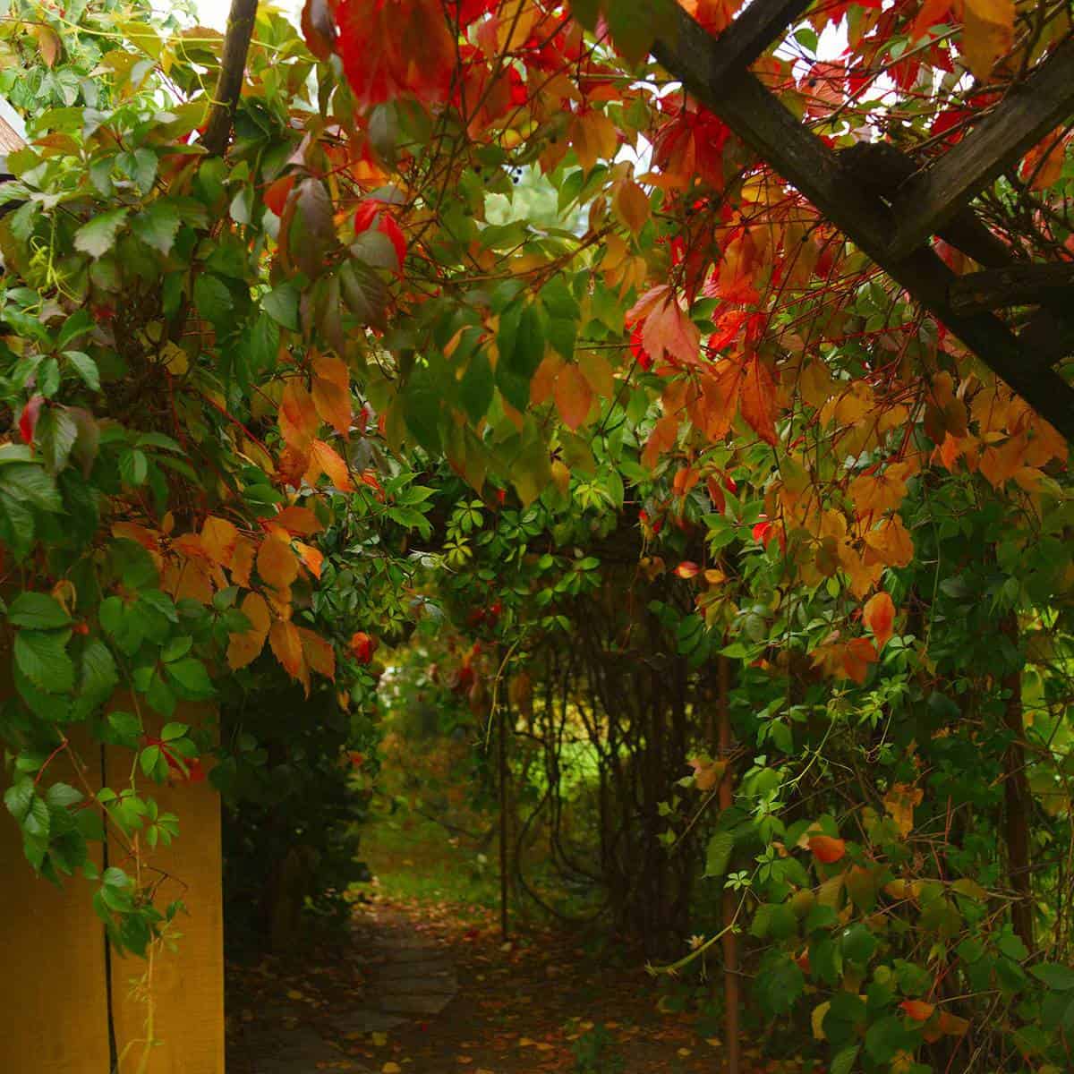 Garden arch with autumn leaves