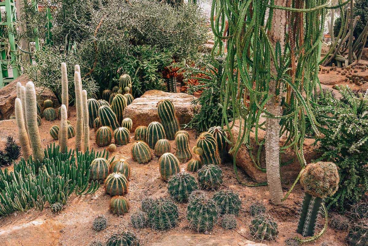 Green plants with Cactus