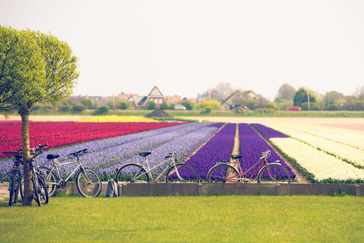Multicolored tulips field
