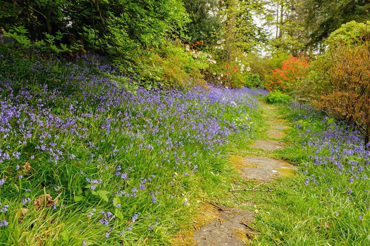 Path through a field of bluebells
