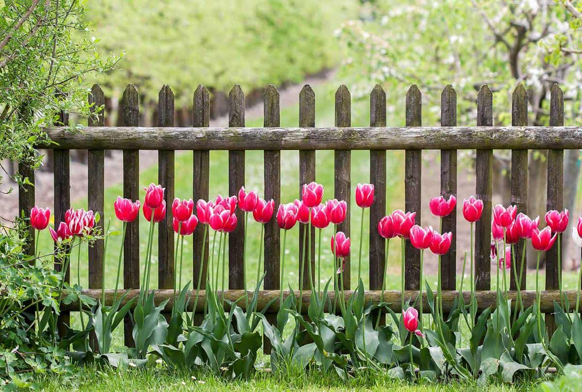 Red tulips at garden fence
