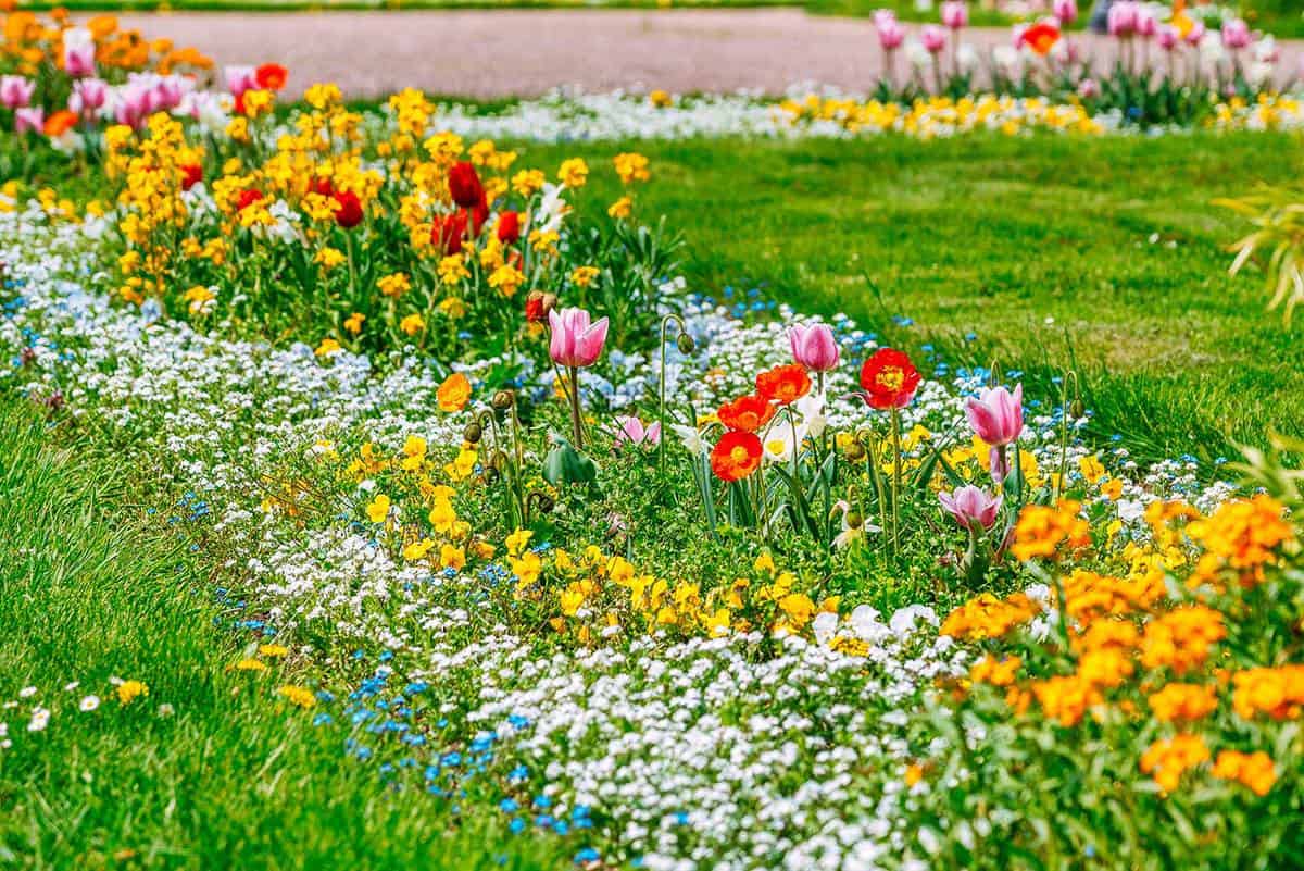 Spring flowers in a park