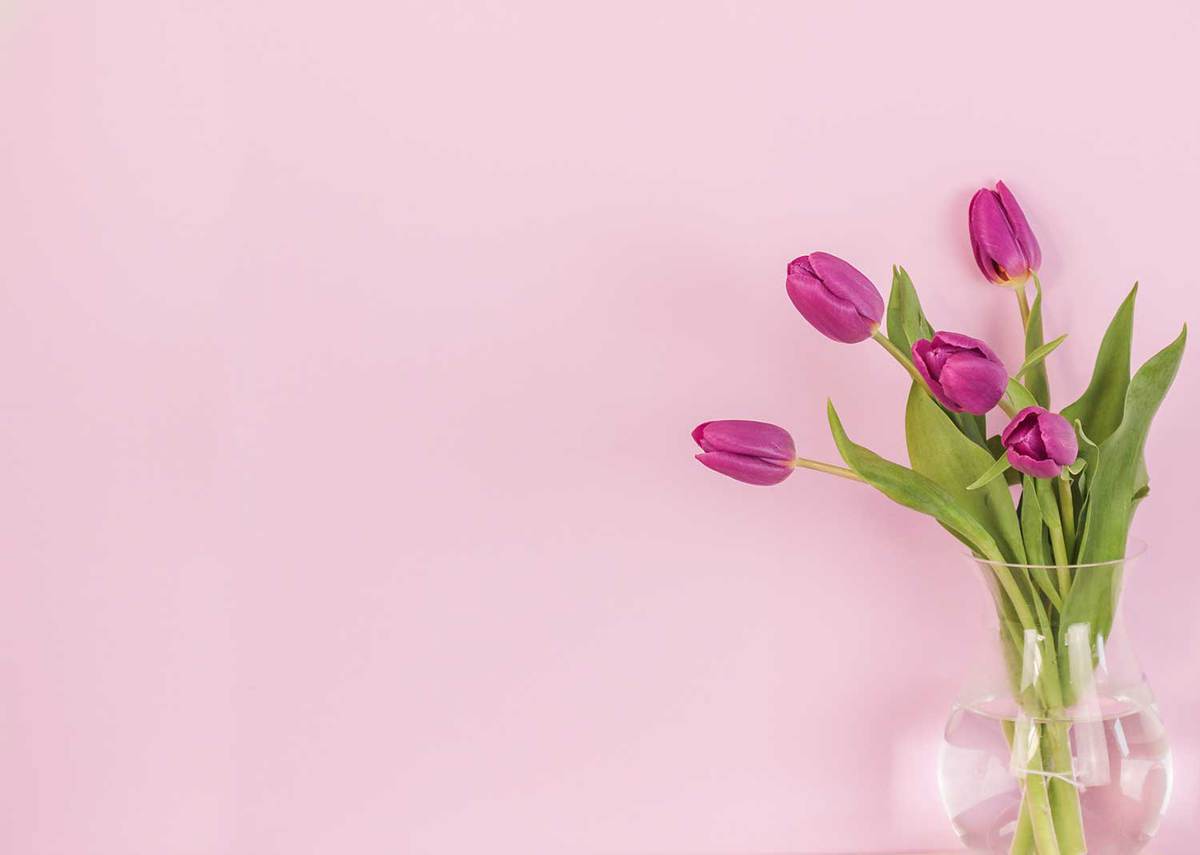 Spring-tulips-in-purple