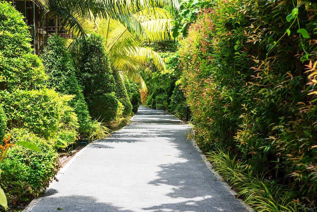 Tropical garden pathway