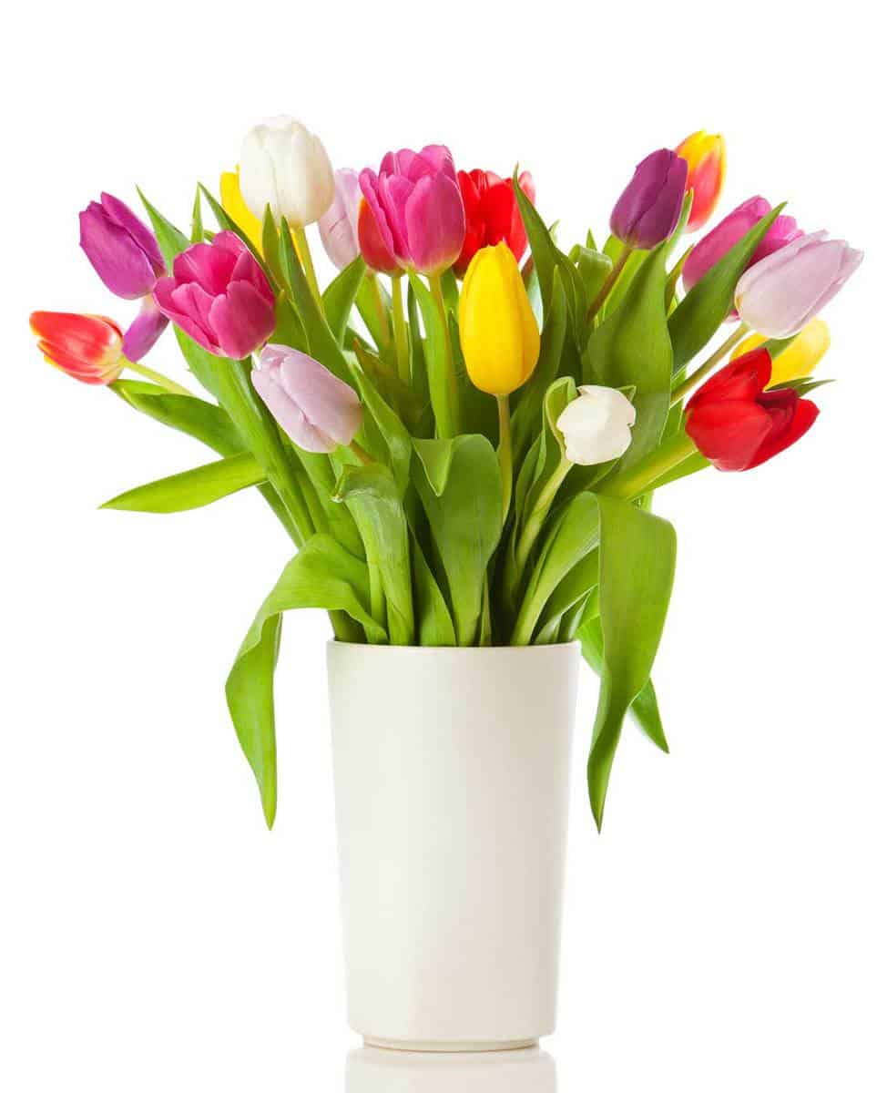 Tulip-bouquet-in-a-vase