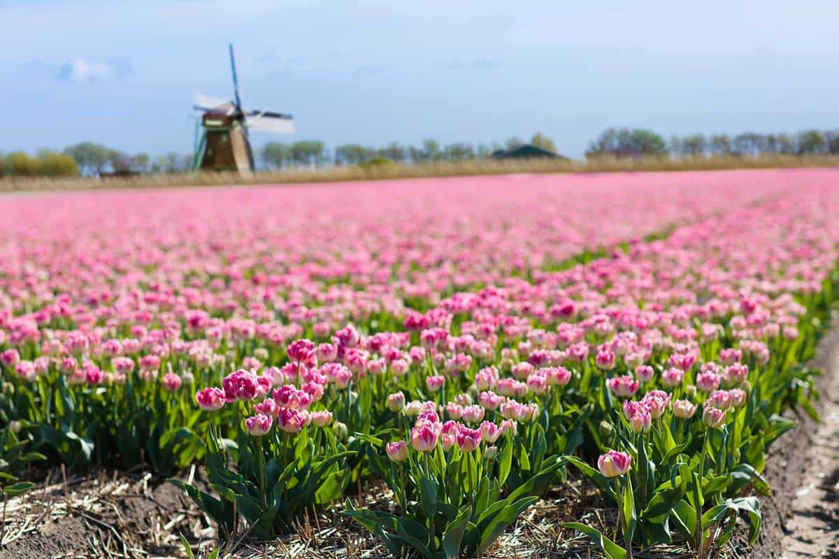 Tulip fields and windmill