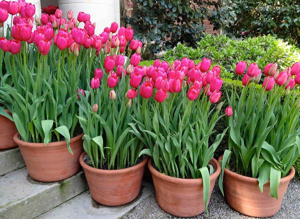 Tulip pots