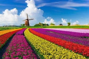 Read more about the article 48 Stunning Tulip Fields Photos That Will Inspire You