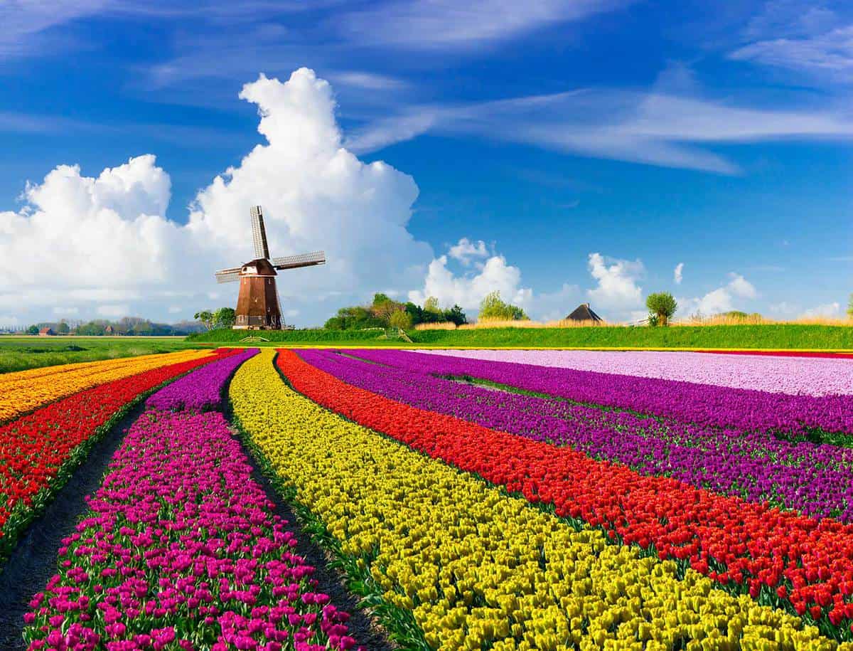Tulips and windmills