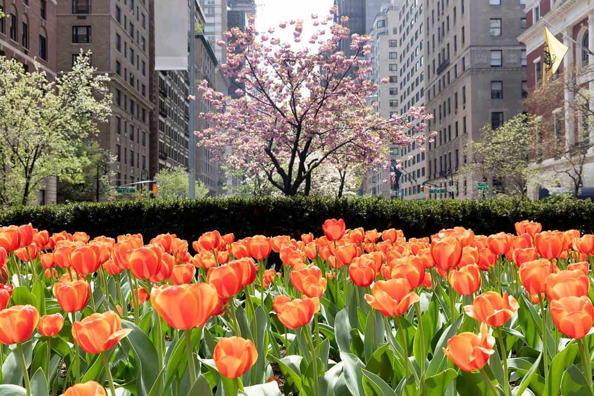 Tulips on Park Avenue