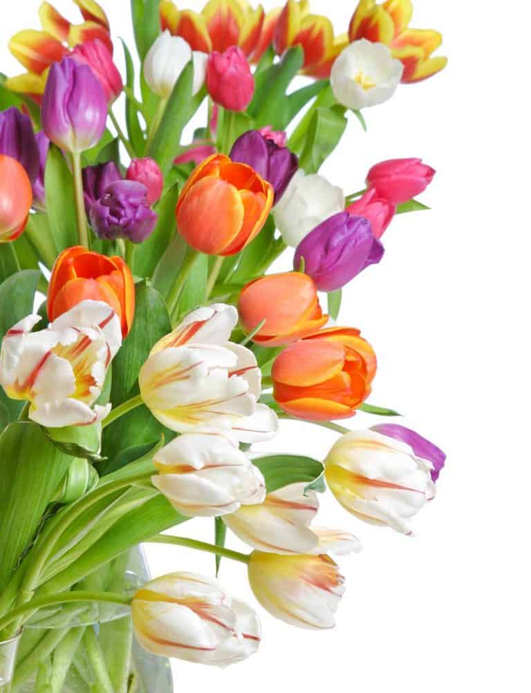 40+ Stunning Tulip Arrangement Ideas