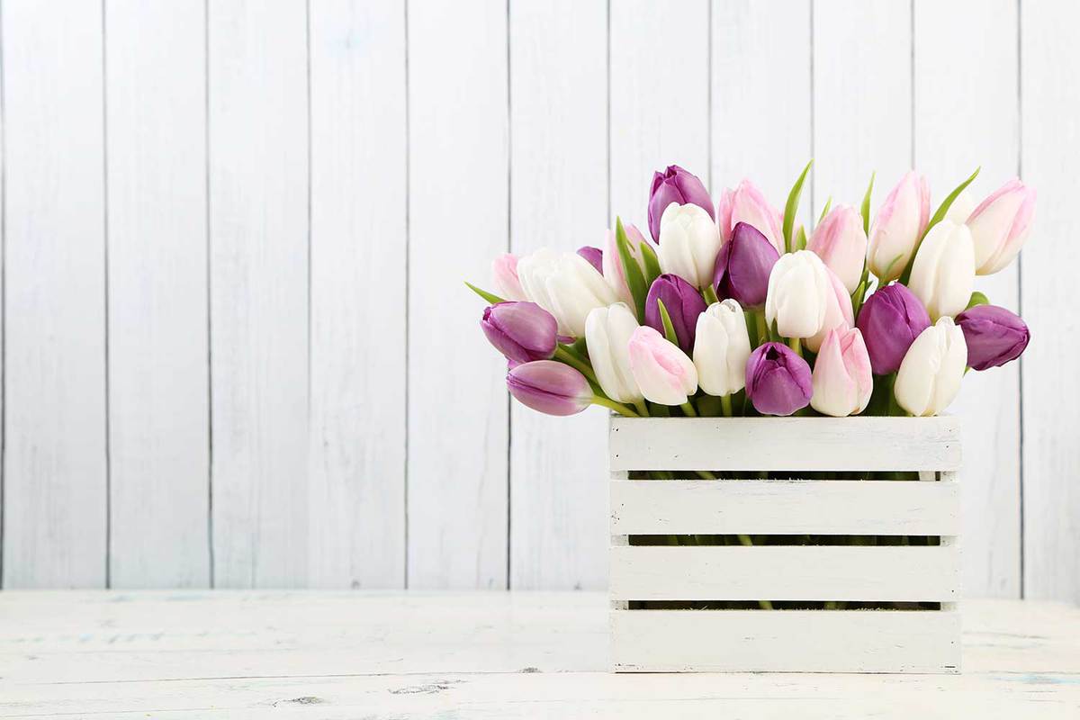 Tulips-on-wood-background