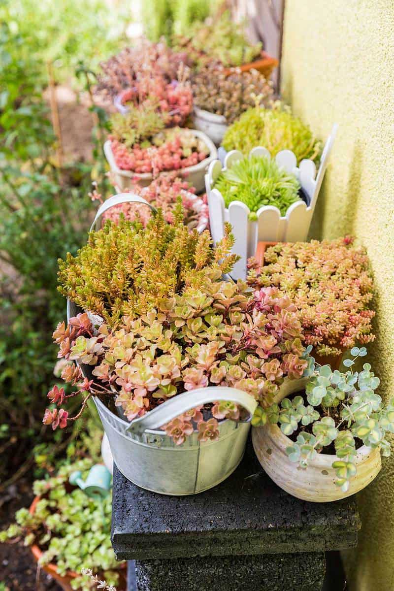 Variation of flower pots with succulents in garden