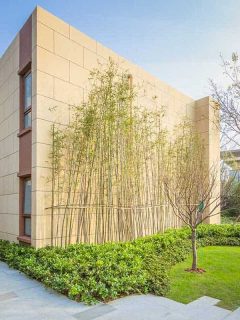 53 Bamboo Garden Ideas That Will Inspire You
