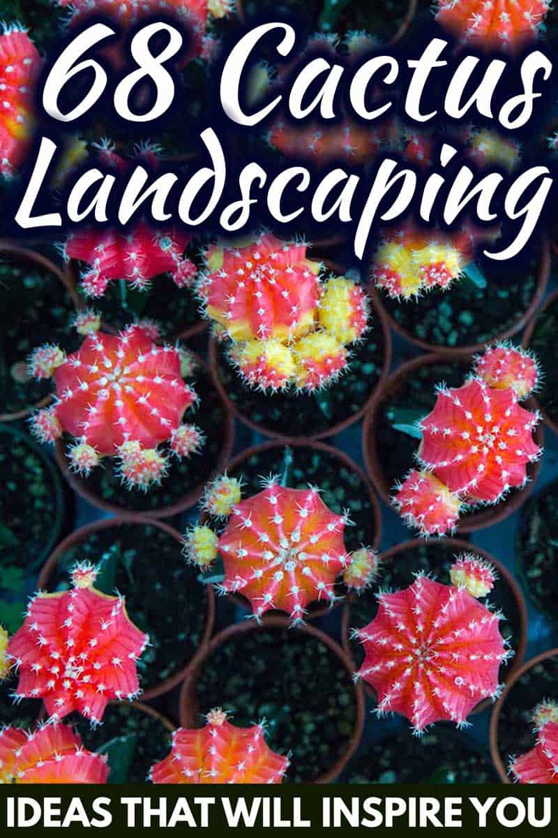 68 Cactus Landscaping Ideas That Will Inspire You