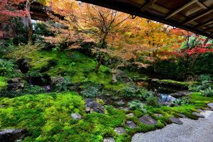 Read more about the article 22 Ideas For Landscaping With Moss Rocks [Inspirational Picture List]