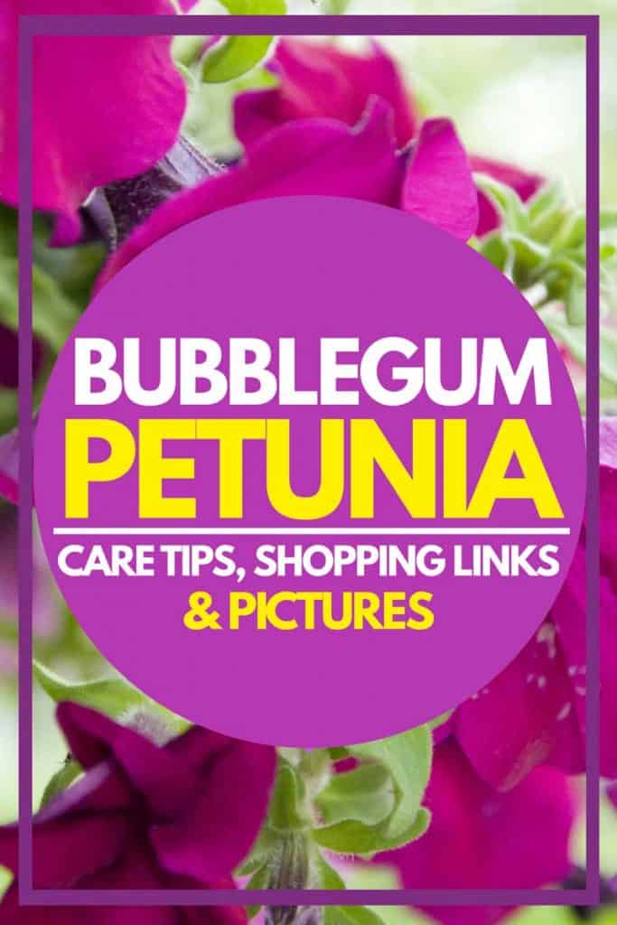 Bubblegum Petunia: Care Tips, Shopping Links & Pictures