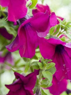 Bubblegum Petunia: Care Tips, Shopping Links & Pictures