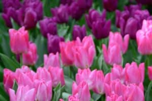 Read more about the article Pink and Purple Tulips [Types, Pictures and Shopping Links]