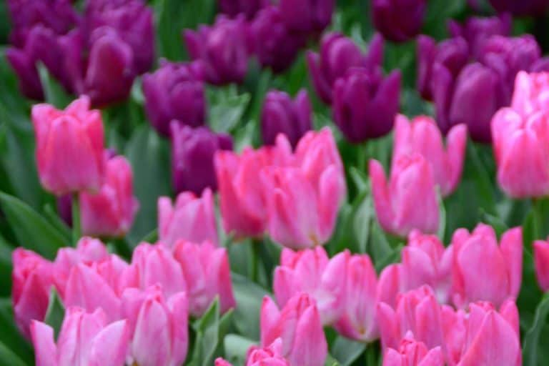 Pink and Purple Tulips [Types, Pictures and Shopping Links]