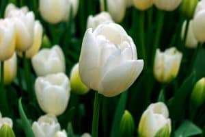Read more about the article 15 Types of White Tulips That Will Look Truly Magical in Your Garden