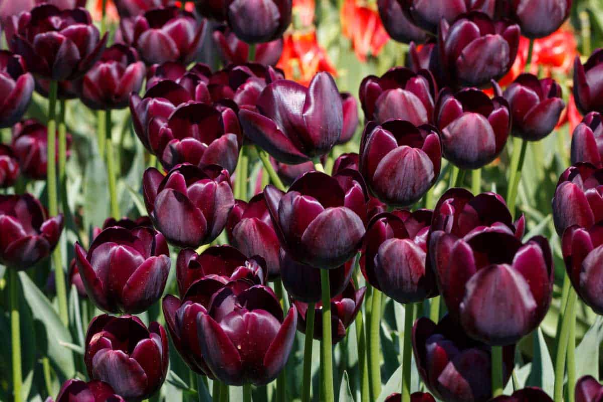 Queen Of The Night Tulip Care Tips Pictures Garden Tabs