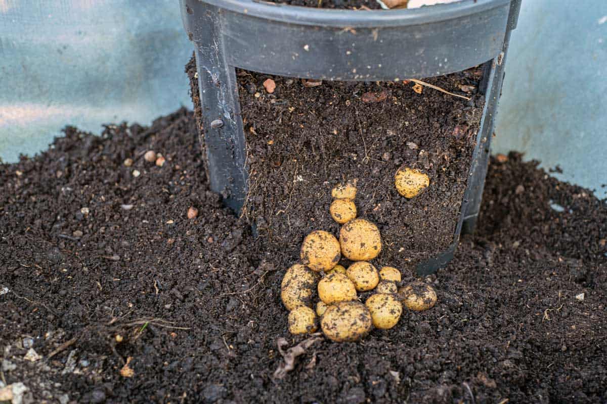 11 Best Potato Planter Boxes