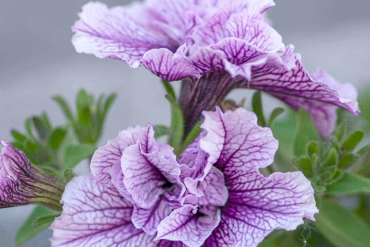Tumbelina Petunias [Care tips, Guides and Pictures]