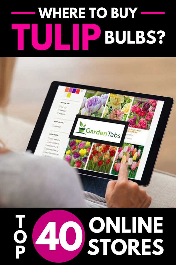 Where to Buy Tulip Bulbs? [Top 40 Online Stores]