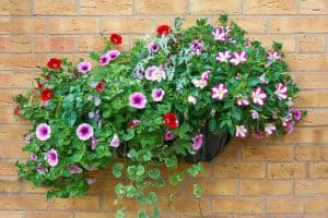 Read more about the article Climbing Petunia: Care Tips, Shopping Links, and Pictures
