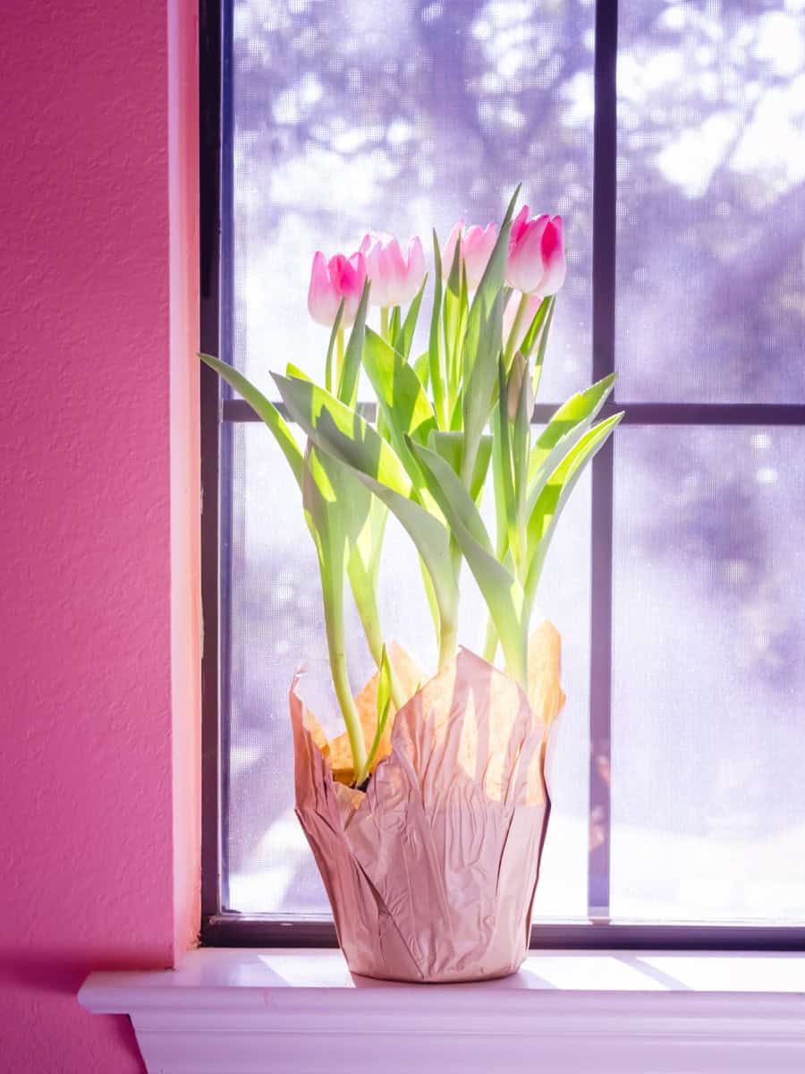 A pot with pink tulips on a windowsill