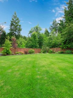 Should You Dethatch or Aerate Lawn First?